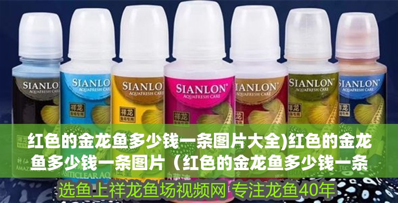 紅色的金龍魚多少錢一條圖片大全)紅色的金龍魚多少錢一條圖片（紅色的金龍魚多少錢一條圖片）