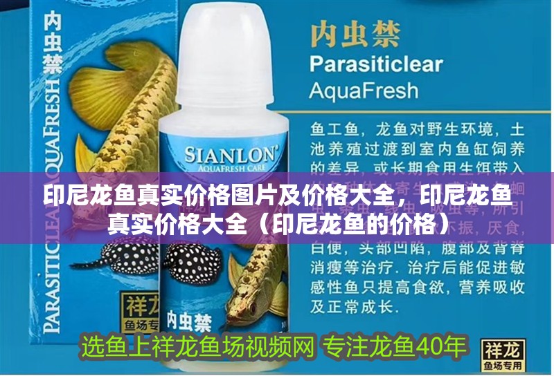 印尼龍魚真實價格圖片及價格大全，印尼龍魚真實價格大全（印尼龍魚的價格）