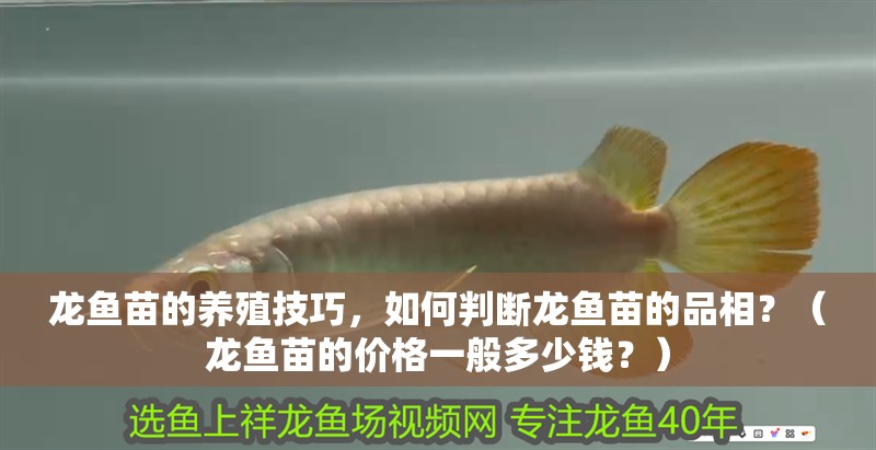 龍魚苗的養(yǎng)殖技巧，如何判斷龍魚苗的品相？（龍魚苗的價格一般多少錢？）