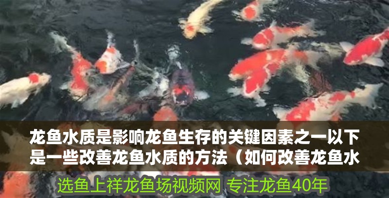 龍魚(yú)水質(zhì)是影響龍魚(yú)生存的關(guān)鍵因素之一以下是一些改善龍魚(yú)水質(zhì)的方法（如何改善龍魚(yú)水質(zhì)） 龍魚(yú)水質(zhì)是影響龍魚(yú)生存的關(guān)鍵因素之一以下是一些改善龍魚(yú)水質(zhì)的方法（如何改善龍魚(yú)水質(zhì)） 龍魚(yú)百科
