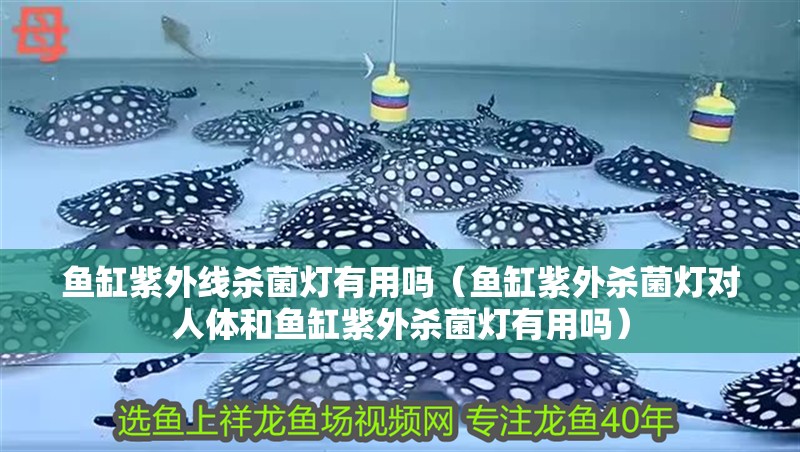 魚缸紫外線殺菌燈有用嗎（魚缸紫外殺菌燈對人體和魚缸紫外殺菌燈有用嗎）