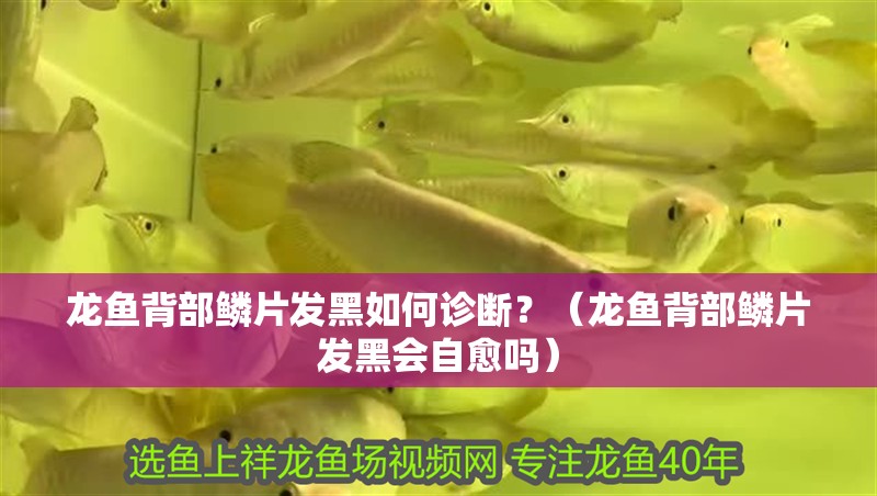 龍魚背部鱗片發黑如何診斷？（龍魚背部鱗片發黑會自愈嗎）