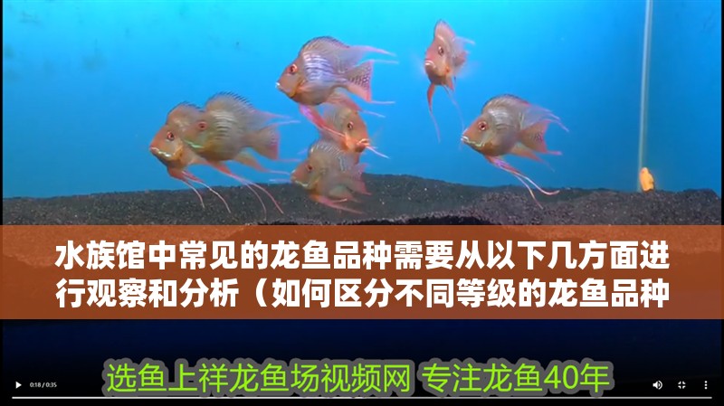 水族館中常見的龍魚品種需要從以下幾方面進行觀察和分析（如何區分不同等級的龍魚品種）