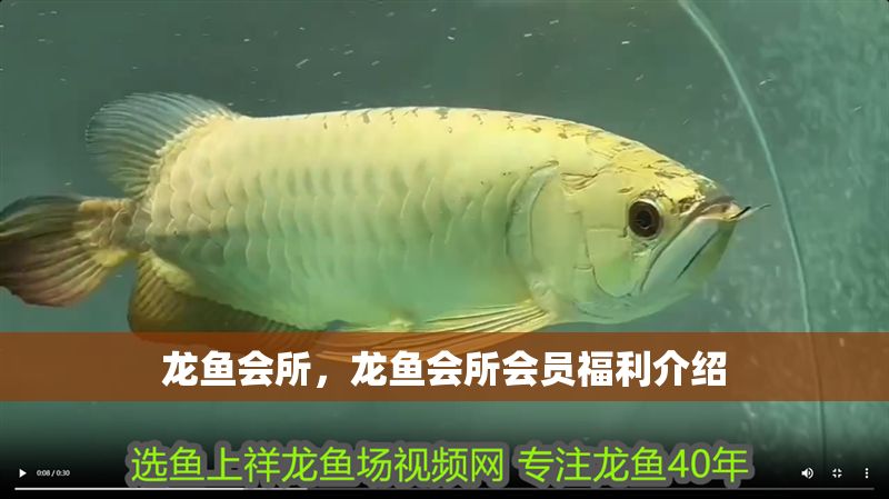 龍魚會所，龍魚會所會員福利介紹