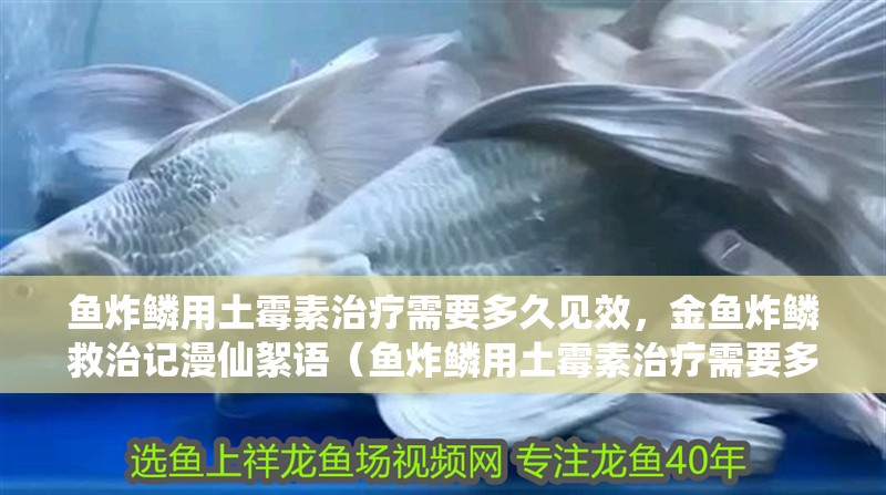 魚炸鱗用土霉素治療需要多久見效，金魚炸鱗救治記漫仙絮語（魚炸鱗用土霉素治療需要多久）