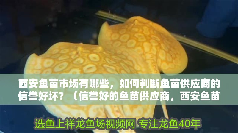 <strong><mark>西安</mark></strong>魚苗市場有哪些，如何判斷魚苗供應商的信譽好壞？（信譽好的魚苗供應商，<strong><mark>西安</mark></strong>魚苗市場有哪些靠譜的魚苗供應商）