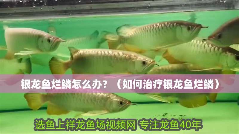 銀龍魚爛鱗怎么辦？（如何治療銀龍魚爛鱗）