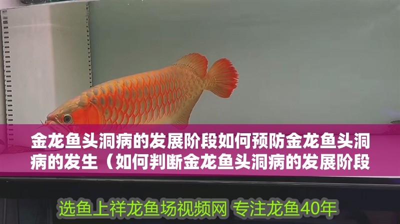金龍魚頭洞病的發(fā)展階段如何預(yù)防金龍魚頭洞病的發(fā)生（如何判斷金龍魚頭洞病的發(fā)展階段？）