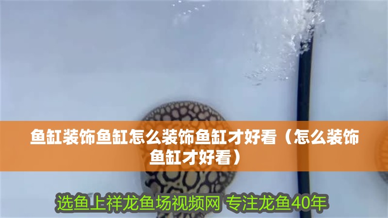魚缸裝飾魚缸怎么裝飾魚缸才好看（怎么裝飾魚缸才好看）
