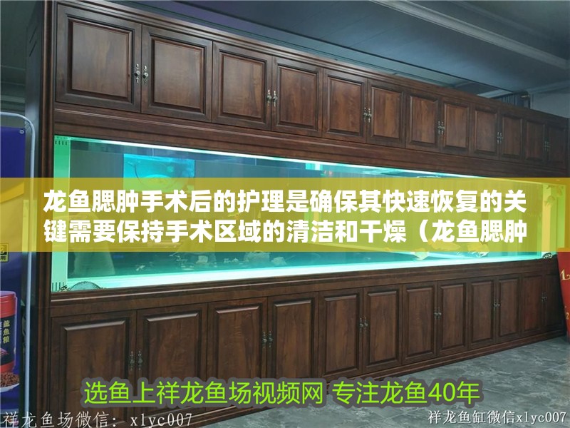 龍魚腮腫手術后的護理是確保其快速恢復的關鍵需要保持手術區域的清潔和干燥（龍魚腮腫手術后如何護理） 龍魚腮腫手術后的護理是確保其快速恢復的關鍵需要保持手術區域的清潔和干燥（龍魚腮腫手術后如何護理） 龍魚百科