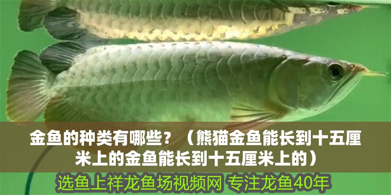 金魚的種類有哪些？（熊貓金魚能長到十五厘米上的金魚能長到十五厘米上的）