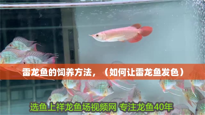 雷龍魚(yú)的飼養(yǎng)方法，（如何讓雷龍魚(yú)發(fā)色）