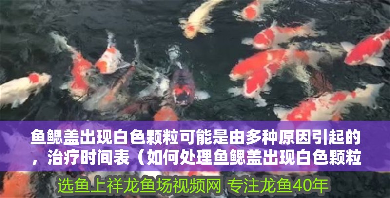 魚鰓蓋出現(xiàn)白色顆粒可能是由多種原因引起的，治療時間表（如何處理魚鰓蓋出現(xiàn)白色顆粒？）