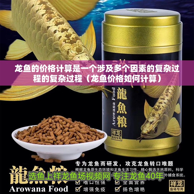 龍魚的價格計算是一個涉及多個因素的復雜過程的復雜過程（龍魚價格如何計算）