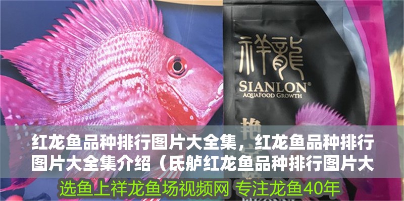 紅龍魚品種排行圖片大全集，紅龍魚品種排行圖片大全集介紹（氐艫紅龍魚品種排行圖片大全集介紹）