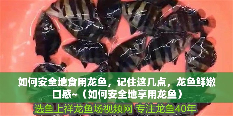 如何安全地食用龍魚，記住這幾點，龍魚鮮嫩口感~（如何安全地享用龍魚）