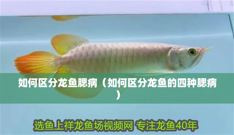 如何區分龍魚腮病（如何區分龍魚的四種腮病）
