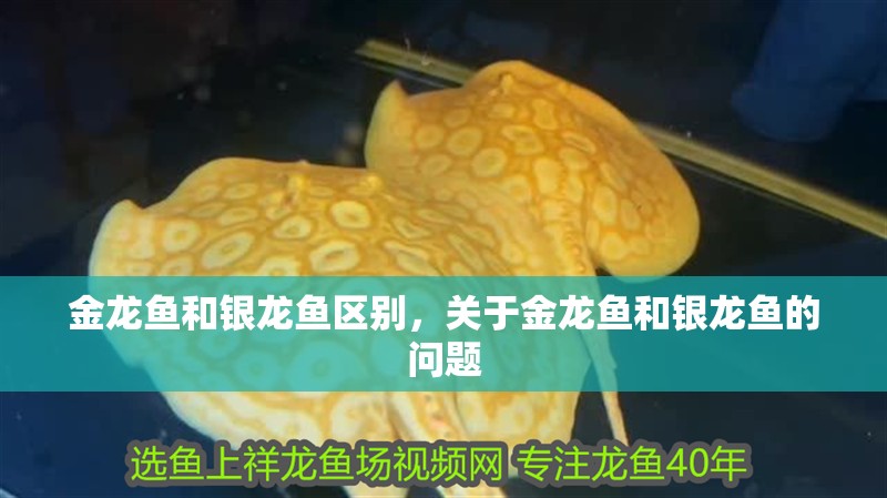 金龍魚和銀龍魚區別，關于金龍魚和銀龍魚的問題