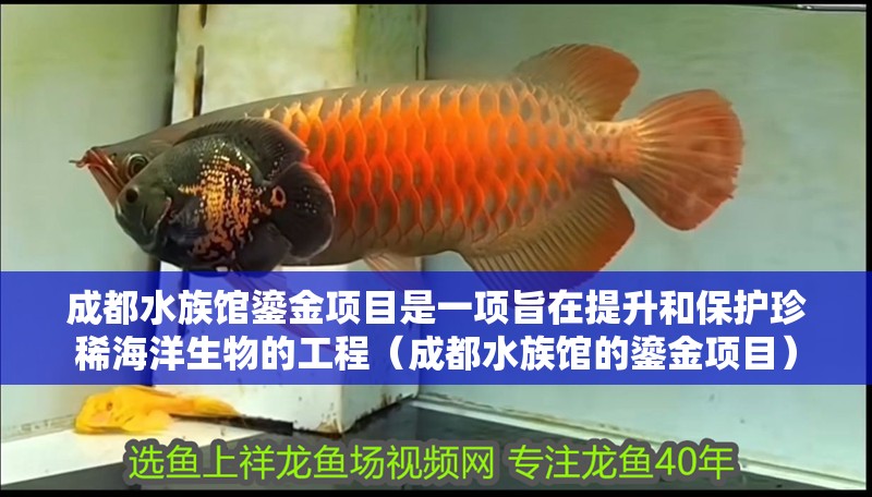 成都水族館鎏金項(xiàng)目是一項(xiàng)旨在提升和保護(hù)珍稀海洋生物的工程（成都水族館的鎏金項(xiàng)目）