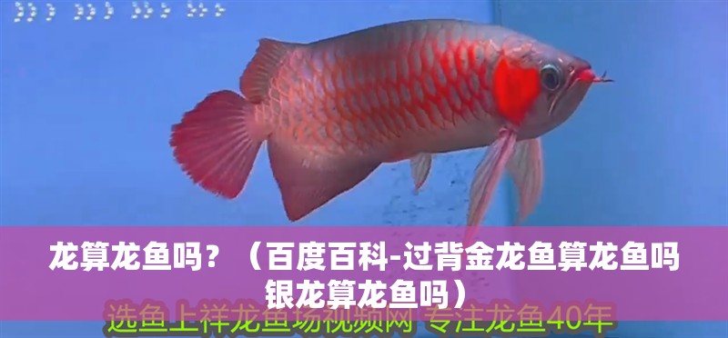 龍算龍魚嗎？（百度百科-過背金龍魚算龍魚嗎銀龍算龍魚嗎） 龍算龍魚嗎？（百度百科-過背金龍魚算龍魚嗎銀龍算龍魚嗎） 觀賞魚百科