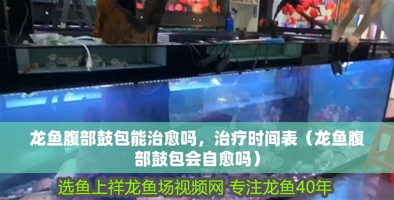 龍魚腹部鼓包能治愈嗎，治療時間表（龍魚腹部鼓包會自愈嗎）
