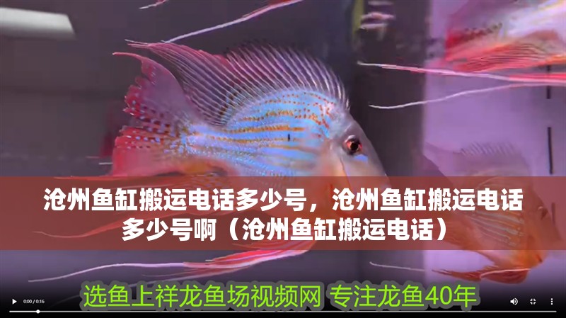 滄州魚缸搬運電話多少號，滄州魚缸搬運電話多少號啊（滄州魚缸搬運電話）