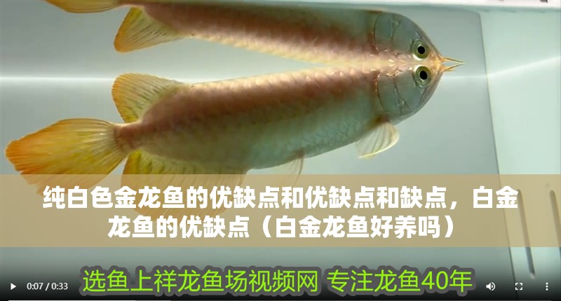 純白色金龍魚的優缺點和優缺點和缺點，白金龍魚的優缺點（白金龍魚好養嗎）
