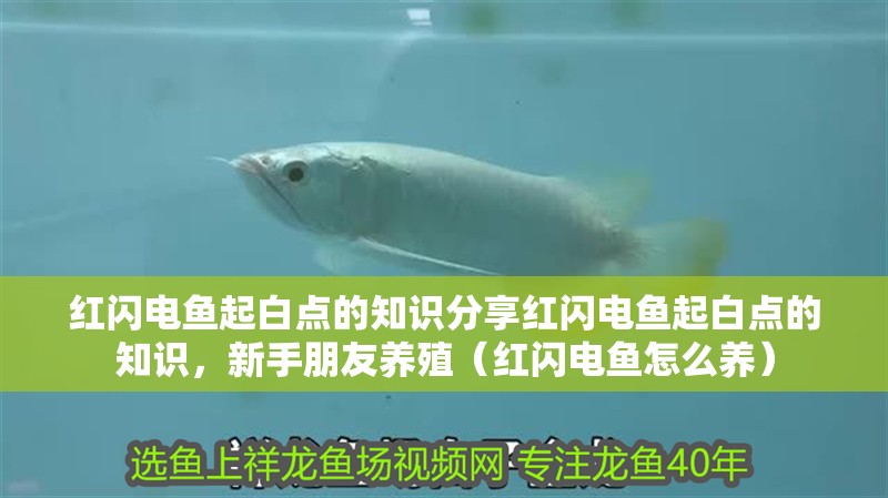 紅閃電魚起白點的知識分享紅閃電魚起白點的知識，新手朋友養殖（紅閃電魚怎么養）