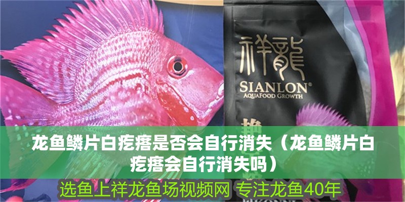 龍魚鱗片白疙瘩是否會自行消失（龍魚鱗片白疙瘩會自行消失嗎）