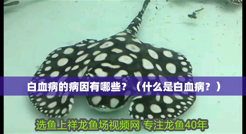 白血病的病因有哪些？（什么是白血病？）