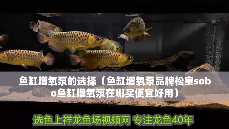 魚缸增氧泵的選擇（魚缸增氧泵品牌松寶sobo魚缸增氧泵在哪買便宜好用）