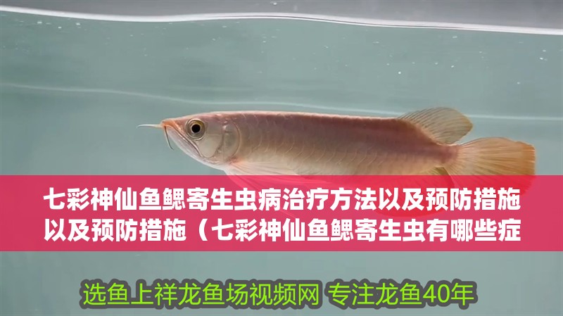 七彩神仙魚鰓寄生蟲病治療方法以及預(yù)防措施以及預(yù)防措施（七彩神仙魚鰓寄生蟲有哪些癥狀？）