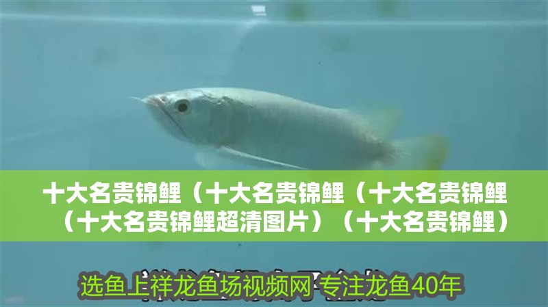 十大名貴錦鯉（十大名貴錦鯉（十大名貴錦鯉（十大名貴錦鯉超清圖片）（十大名貴錦鯉）