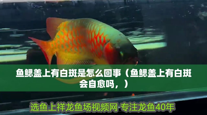 魚鰓蓋上有白斑是怎么回事（魚鰓蓋上有白斑會(huì)自愈嗎，）