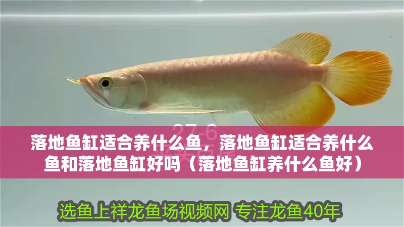 落地魚缸適合養什么魚，落地魚缸適合養什么魚和落地魚缸好嗎（落地魚缸養什么魚好）