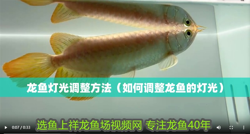 龍魚燈光調整方法（如何調整龍魚的燈光）