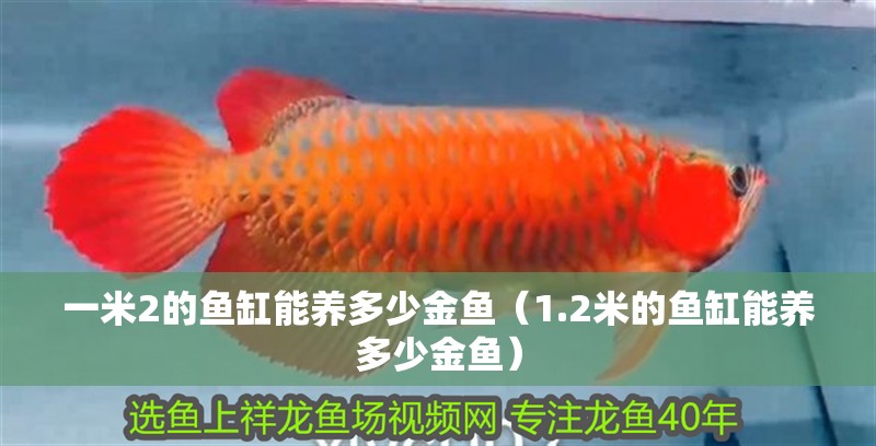 一米2的魚缸能養(yǎng)多少金魚（1.2米的魚缸能養(yǎng)多少金魚）