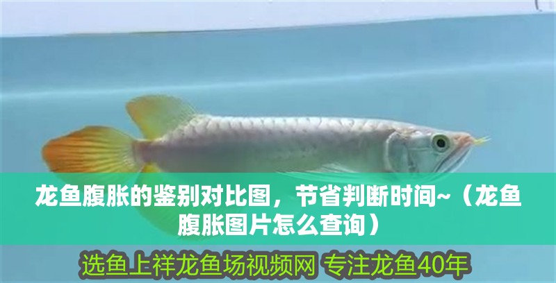 龍魚腹脹的鑒別對比圖，節(jié)省判斷時間~（龍魚腹脹圖片怎么查詢）