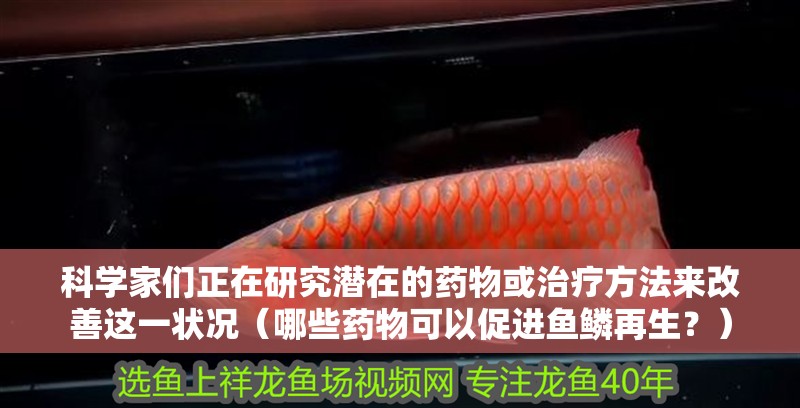 科學家們正在研究潛在的藥物或治療方法來改善這一狀況（哪些藥物可以促進魚鱗再生？）