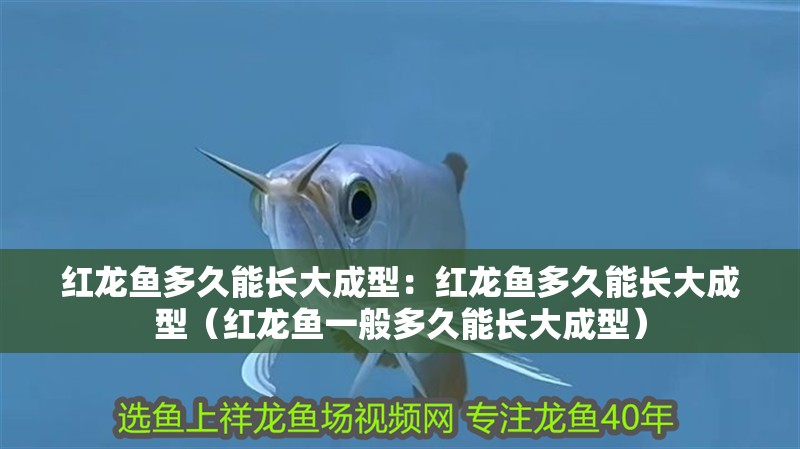 紅龍魚多久能長大成型：紅龍魚多久能長大成型（紅龍魚一般多久能長大成型）