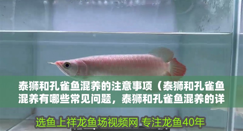 龍魚干蝦有營(yíng)養(yǎng)嗎 泰獅和孔雀魚混養(yǎng)的注意事項(xiàng)(泰獅和孔雀魚混養(yǎng)有哪些常見(jiàn)問(wèn)題,泰獅和孔雀魚混養(yǎng)的詳細(xì)飼料清單) 龍魚百科 泰獅和孔雀魚混養(yǎng)的注意事項(xiàng)(泰獅和孔雀魚混養(yǎng)有哪些常見(jiàn)問(wèn)題,泰獅和孔雀魚混養(yǎng)的詳細(xì)飼料清單) 泰獅和孔雀魚混養(yǎng)的注意事項(xiàng)(泰獅和孔雀魚混養(yǎng)有哪些常見(jiàn)問(wèn)題,泰獅和孔雀魚混養(yǎng)的詳細(xì)飼料清單) 龍魚百科