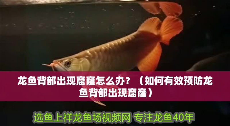 龍魚背部出現(xiàn)窟窿怎么辦？（如何有效預(yù)防龍魚背部出現(xiàn)窟窿）