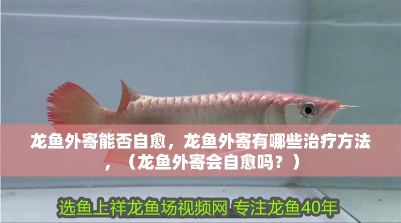 龍魚外寄能否自愈，龍魚外寄有哪些治療方法，（龍魚外寄會(huì)自愈嗎？）