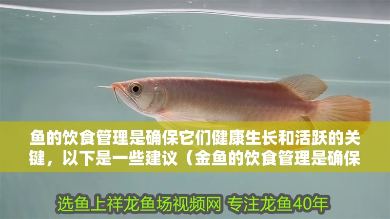 魚的飲食管理是確保它們健康生長(zhǎng)和活躍的關(guān)鍵，以下是一些建議（金魚的飲食管理是確保它們健康生長(zhǎng)和活躍的關(guān)鍵）