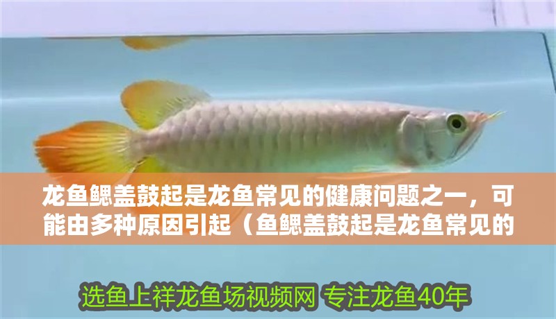 龍魚鰓蓋鼓起是龍魚常見(jiàn)的健康問(wèn)題之一，可能由多種原因引起（魚鰓蓋鼓起是龍魚常見(jiàn)的健康問(wèn)題之一，可能由多種原因引起）