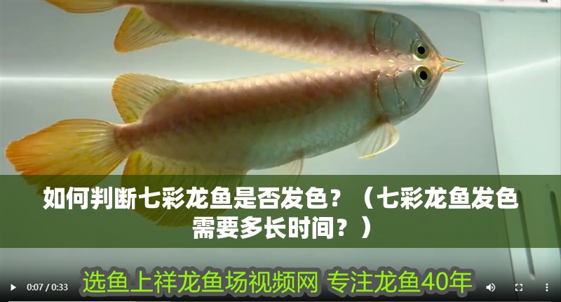 如何判斷七彩龍魚是否發色？（七彩龍魚發色需要多長時間？）