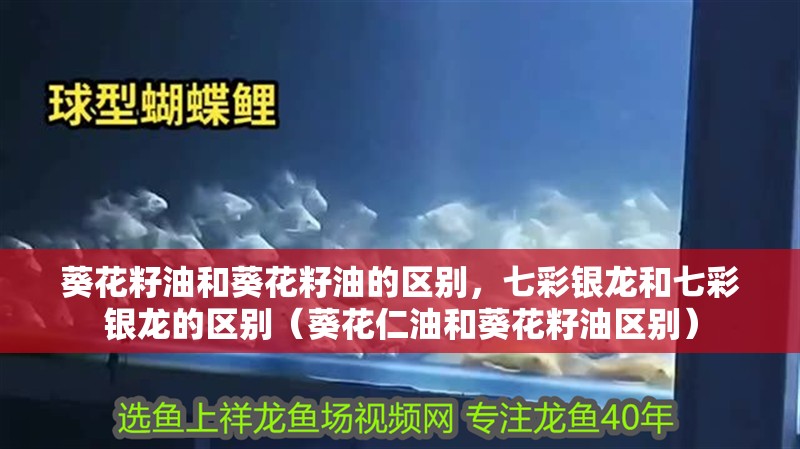 葵花籽油和葵花籽油的區(qū)別，七彩銀龍和七彩銀龍的區(qū)別（葵花仁油和葵花籽油區(qū)別） 葵花籽油和葵花籽油的區(qū)別，七彩銀龍和七彩銀龍的區(qū)別（葵花仁油和葵花籽油區(qū)別） 觀賞魚百科