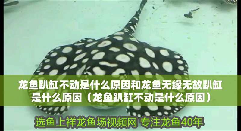 龍魚趴缸不動是什么原因和龍魚無緣無故趴缸是什么原因（龍魚趴缸不動是什么原因）