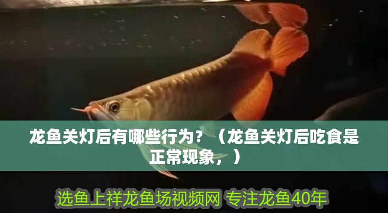 龍魚關(guān)燈后有哪些行為？（龍魚關(guān)燈后吃食是正常現(xiàn)象，）