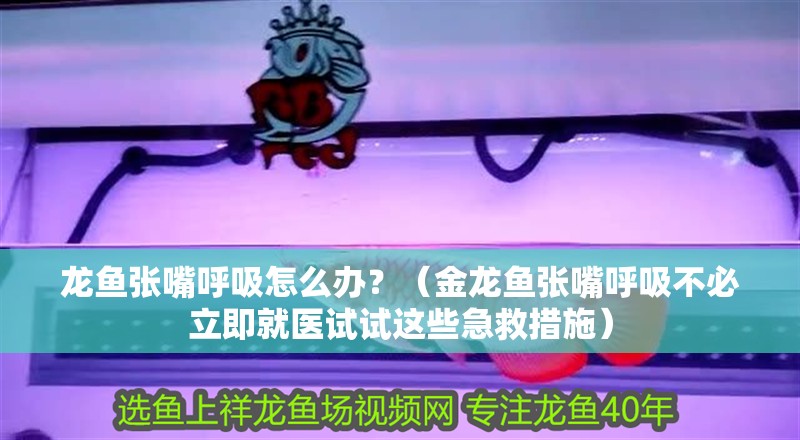 龍魚張嘴呼吸怎么辦？（金龍魚張嘴呼吸不必立即就醫試試這些急救措施）
